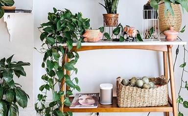 The Best Indoor Plant For You, According To Your Star Sign