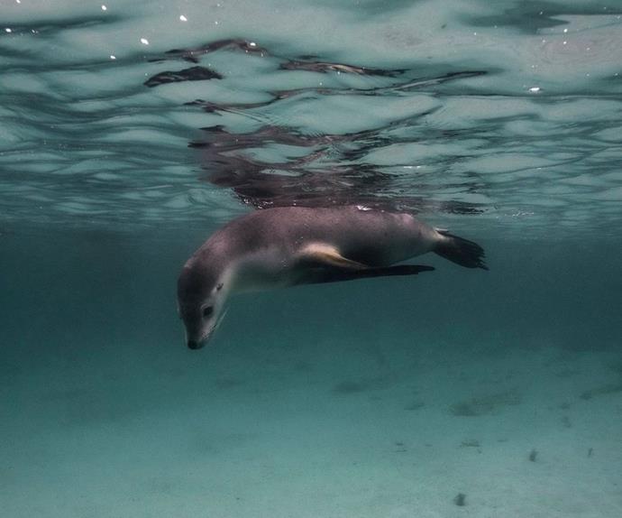 Why Cult Jewellery Brand Sarah & Sebastian Is Fighting To Save Aussie Sea Lions