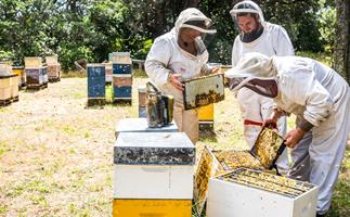 How the family behind Earthbound Honey turned their beekeeping passion into a business