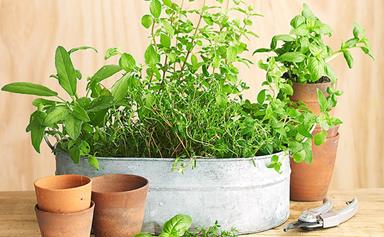 10 types of potted herbs and how to grow them