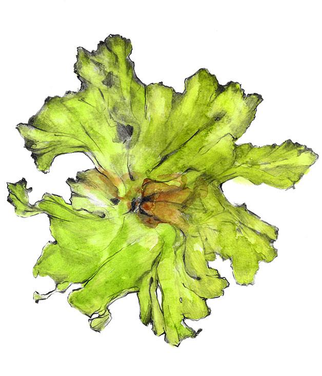 **Sea lettuce (Ulva species)**
This bright green algae's delicate translucent leaves are eaten across the world and harvested by Australia's foraging chefs, such as Attica's Ben Shewry. It's also available as a dried product called Moonlight Pure Seaweed Flake from Moonlight Flat Oysters.