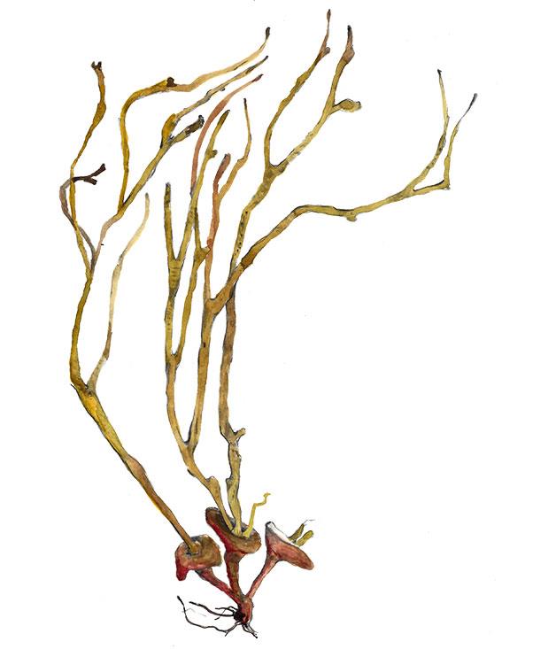**Sea spaghetti (Himanthalia elongata)**
Growing like dark spaghetti under water, it dries like dark-brown fettuccine and has a beefy flavour when added to stews, and a nutty quality when added to salads.