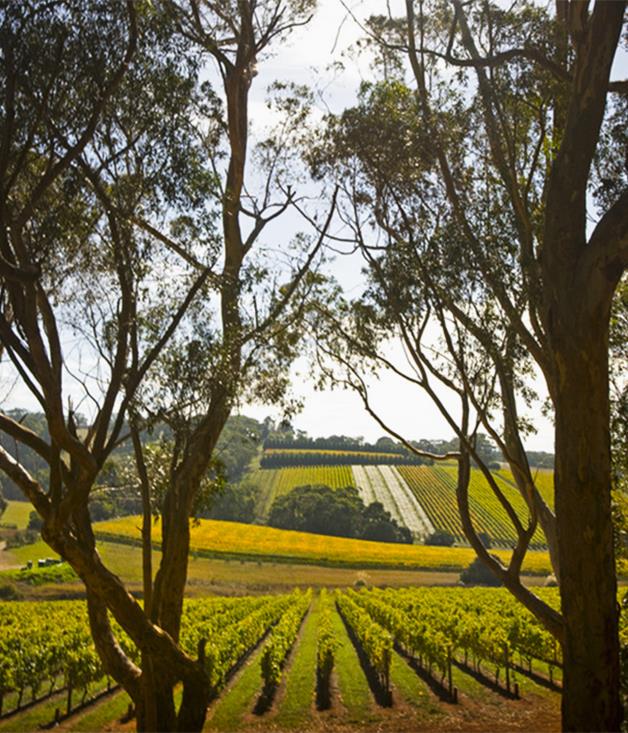 **WALK: The Barossa Camino**
This seven-kilometre walk, part of [Tasting Australia's 2016 program](/events/special-events/2016/2/tasting-australia-a-preview/), will have you navigating the beautiful vineyards of Mount Edelstone and Hill of Grace with winemakers and farmers from families who have lived and worked in the area since the 1800s. Taste the wines, then walk to the Bootmakers Cottage for lunch in true Barossa style. 

_Tickets $195, 1 May, 8:30am, Town Square, Adelaide, SA, _ [tastingaustralia.com.au](file://acp.net/data/SYD/Mags/Gourmet&Wine/ED/Common/Website/SOPHIE/2016%20Features/March/Autumn%20events/tastingaustralia.com.au)