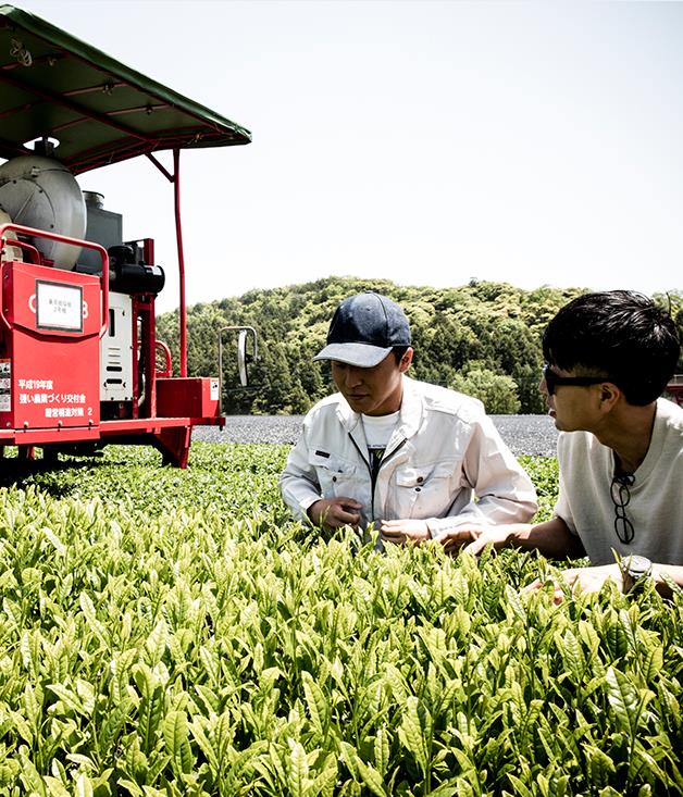 **Harvest of tea leaves**
Chef Sasaki recently returned to Japan to observe the harvest of young tea leaves at a farm called Tosuien. The sencha tea served at the restaurant is custom-blended with fragrant yuzu, sakura and ginger. Sasaki's hometown "has one of the biggest tea cultures that remain in daily life".

_Photo by: Brett Boardman_