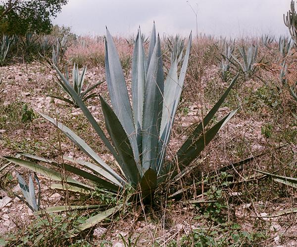 Agave americana growing in Mexico. The agave can be used to make mezcal.