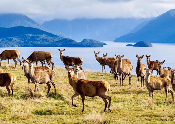 Deer on New Zealand's South Island