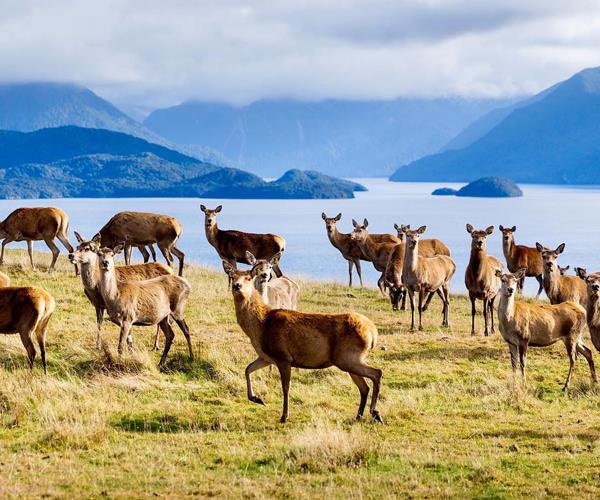 Deer on New Zealand's South Island