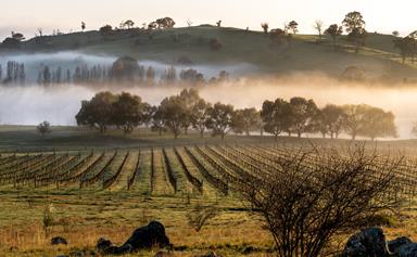 Canberra's wine region: where to drink, eat and stay