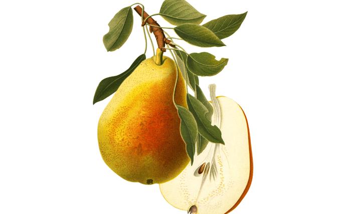 How to grow pears (and how to tell when they're ripe)