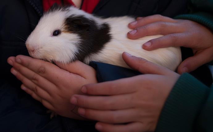 Brazilian teenager "cooked" her guinea pig in the microwave after her friends "dared" her