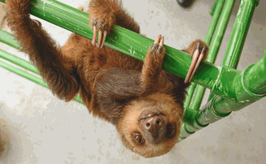 Could looking at a cute sloth save your relationship