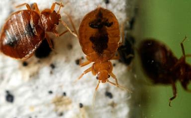 Teenager sets apartment block ablaze trying to kill a bed bug