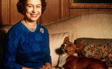 Your attention: Queen Elizabeth has a new member in her corgi family