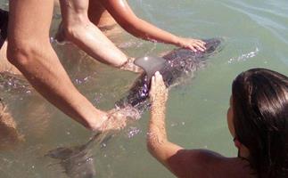 baby dolphin dies for tourists' photos