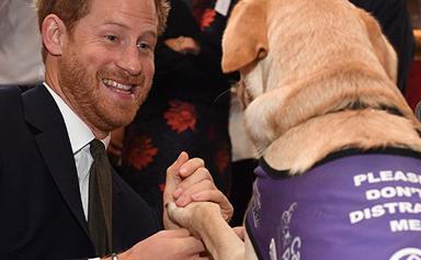 Prince Harry puts his best paw forward on World Mental Health Day