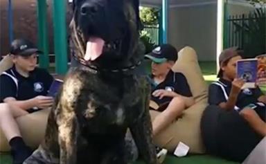 Real life story: “We own Australia's heaviest dog!”