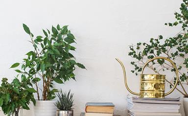 Why you should have at least 5 indoor plants in your home