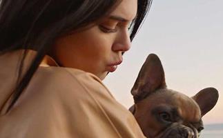 How Kendall Jenner trains a dog is worth watching