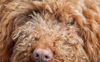 A man has been arrested after shooting a labradoodle in the head with a spear gun