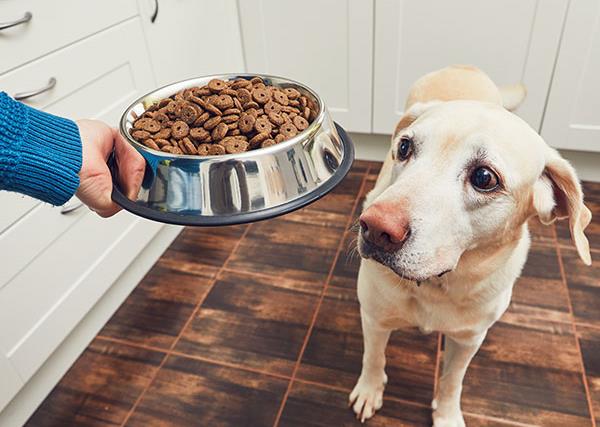 Best foods for your dog