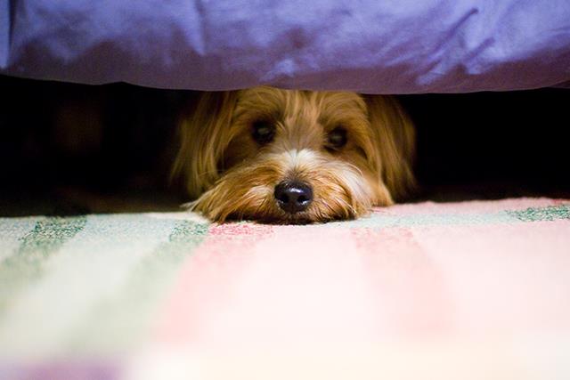 Does my dog have depression? Nine mental health signs to watch in your pets