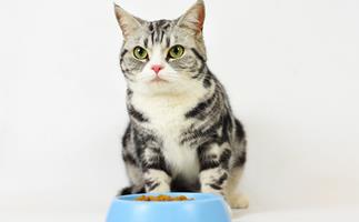 An animal behaviourist explains how to deal with a fussy-eating pet
