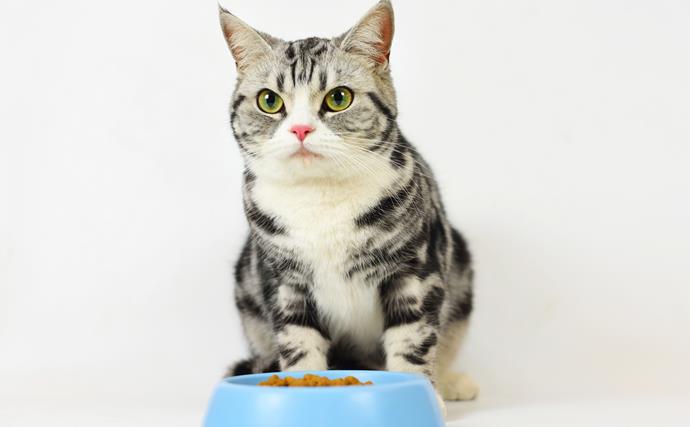 An animal behaviourist explains how to deal with a fussy-eating pet