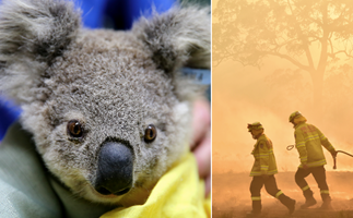Here's all the brands donating profits to the Aussie bushfire relief efforts