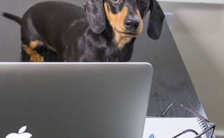 How to make your pet a social media star