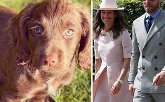 "I cannot wait to share many adventures with her": Meet James Middleton's super cute new Cocker Spaniel pup, Nala