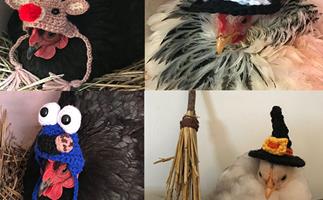 Hooked on chooks: You HAVE to see these clucking gorgeous knitted chicken outfits!