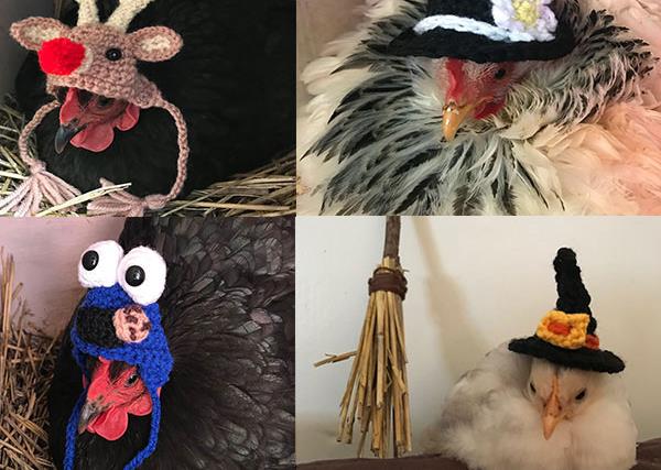Hooked on chooks: You HAVE to see these clucking gorgeous knitted chicken outfits!