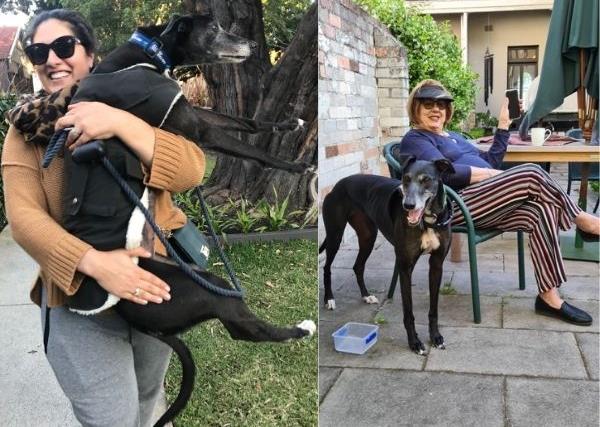 REAL LIFE: These rescue greyhounds needed help - but what they gave their new owners was an even greater gift