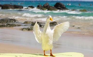REAL LIFE: Meet the surfing duck making a splash around Australia's beaches