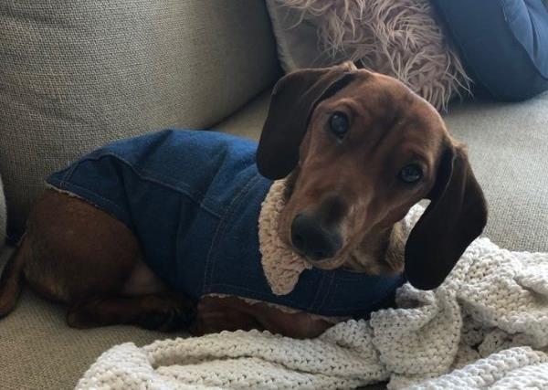 REAL LIFE: Meet the amazing mini sausage dog that saved his owner from cancer she never knew she had
