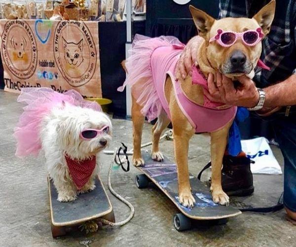 The sight of four skateboarding dogs creates smiles wherever we go, especially when they're in their sunglasses and tutus.