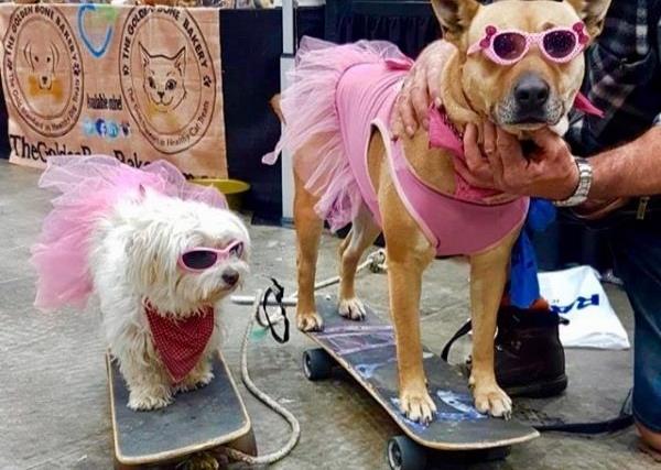 REAL LIFE: Meet the skateboarding, surfing dogs that have become local celebrities on the Gold Coast