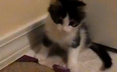 Two-legged kitten is a heart- warming inspiration