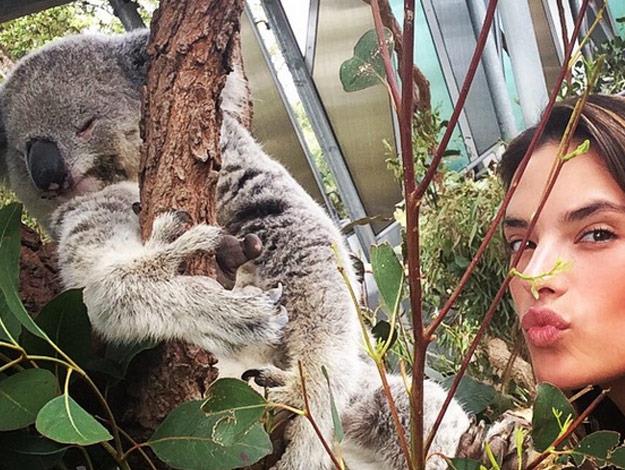 Brazilian beauty Alessandra Ambrosio has been spotted getting cute and cuddly with a koala at Sydney's Taronga Zoo.