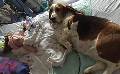 Family dogs won't leave dying baby's side