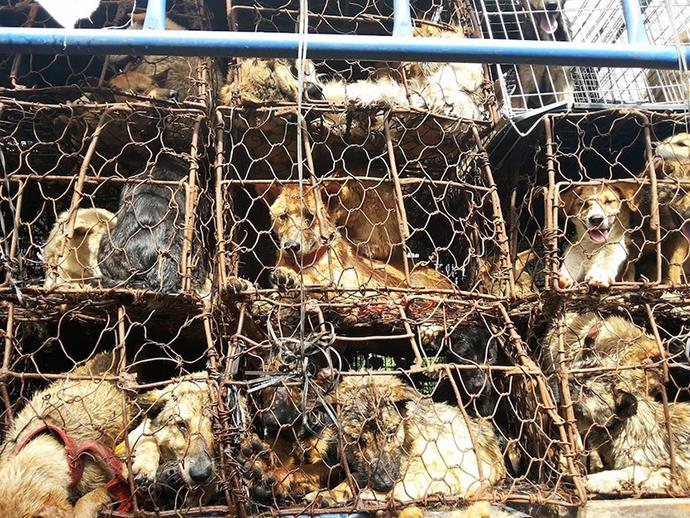 Some of the dogs caged up at the festival who faced an almost certain fate of becoming dinner at the Yulin festival.