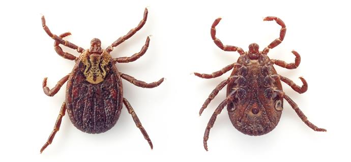 "Following a tick bite, the infection begins with a fever and a bulls-eye shaped rash."