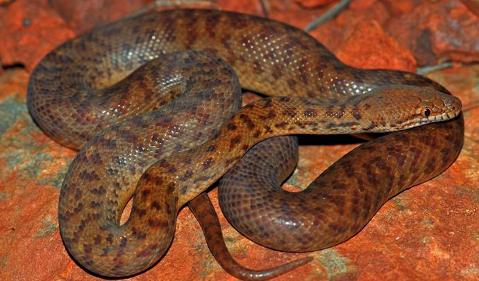 WA's anthill or pygmy python is the smallest python in the world. (Image: Wikimedia Commons).