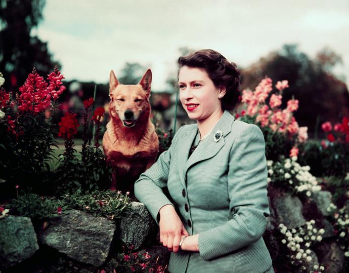 March,1953: Queen Elizabeth II in the garden with her dog.