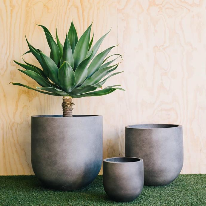 ***For your sun-drenched balcony***<br><br>
Got a balcony or outdoor area that gets a lot of sun? You won't want anything too delicate...<br><Br>
Try the agave attenuata or the "foxtail agave" (or "lion's tail" or "swan's neck"). "Great for bigger pots if you've got the space!"<Br><br>
Image via [@thebalconygarden](https://www.instagram.com/p/BkO9zXHByBD/|target="_blank"|rel="nofollow"). 