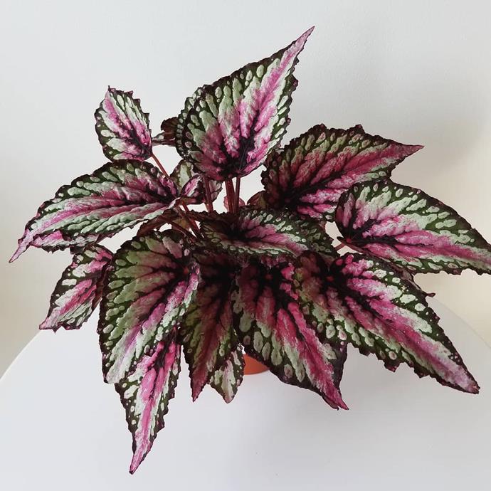 ***Your steamy high-use bathroom***<br><br>
Although many are afraid of putting plants in bathrooms as the air humidity fluctuates constantly, there are lots of plants that love it.<bR><br>
If you've got a bit of light in the bathroom, try a begonia. <bR><br>
Image via [@aplantlady](https://www.instagram.com/p/BuByTv_giX-/|target="_blank"|rel="nofollow")