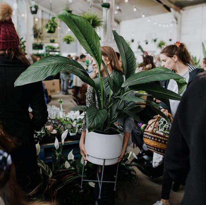 ***That super low-light room***<br><br>
Whether it's a dining room, a study or even your living room, everyone has that one room that rarely gets any sun. But that doesn't mean you can't put a plant in there!<bR><br>
Try the spathiphyllum "sensation" or a large "peace lily". "It has big, bold leaves and it's a doddle to care for."<br><br>
Image via [@houseplantjournal](https://www.instagram.com/p/Bp9iZe6gsjT/|target="_blank"|rel="nofollow"). 