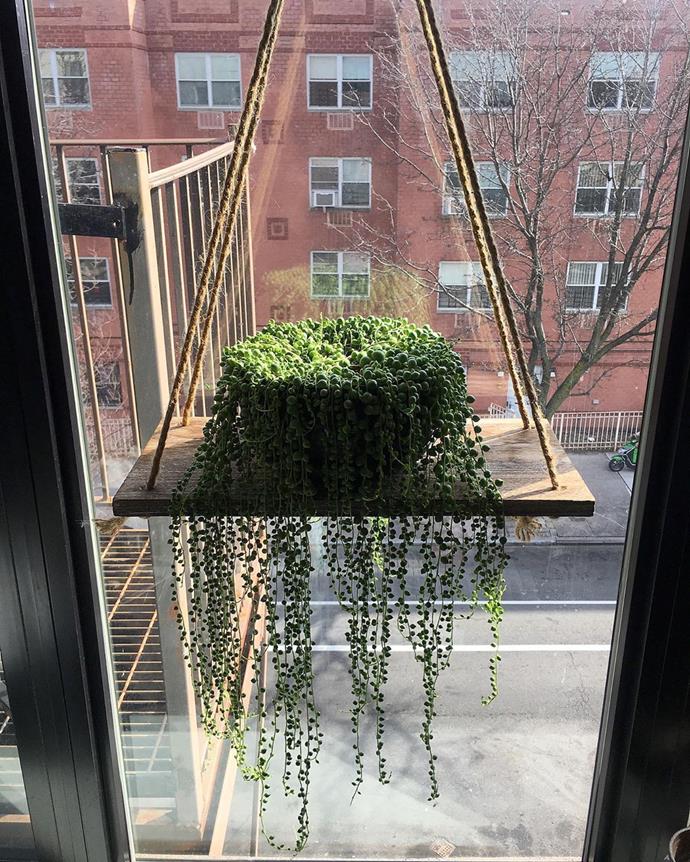 ***For your sun-drenched balcony***<br><br>
Got a balcony or outdoor area that gets a lot of sun? You won't want anything too delicate...<br><Br>
Try the snecio rowleyanus or the "string of pearls". "A smaller option, great for a pot on a table."<Br><br>
Image via [@thatcheekyplant](https://www.instagram.com/p/BtJXNcDgBrE/|target="_blank"|rel="nofollow").