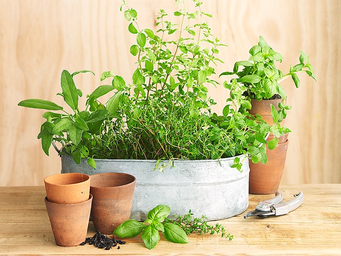 10 types of potted herbs and how to grow them