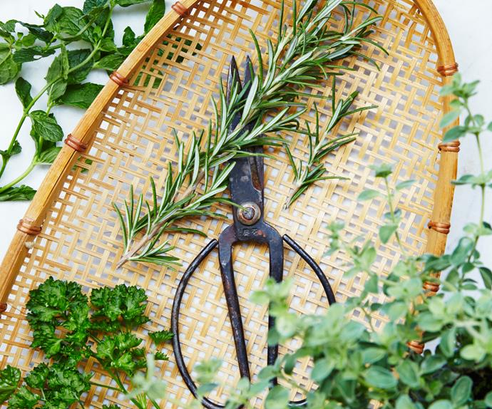 How to dry herbs